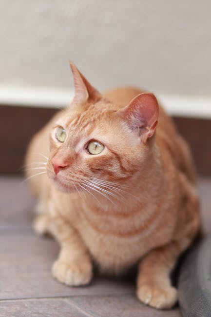 Crea un Espacio de Juego para tu Mascota: Consejos para tu Hogar Crea un Espacio de Juego para tu Mascota: Consejos para tu Hogar