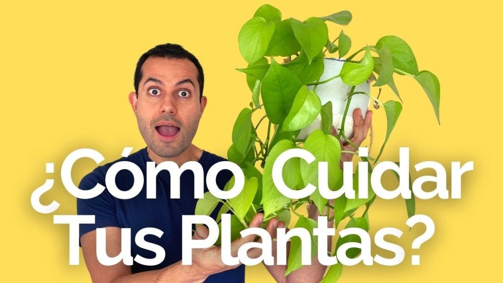 Cómo Elegir y Cuidar tus Plantas de Interior