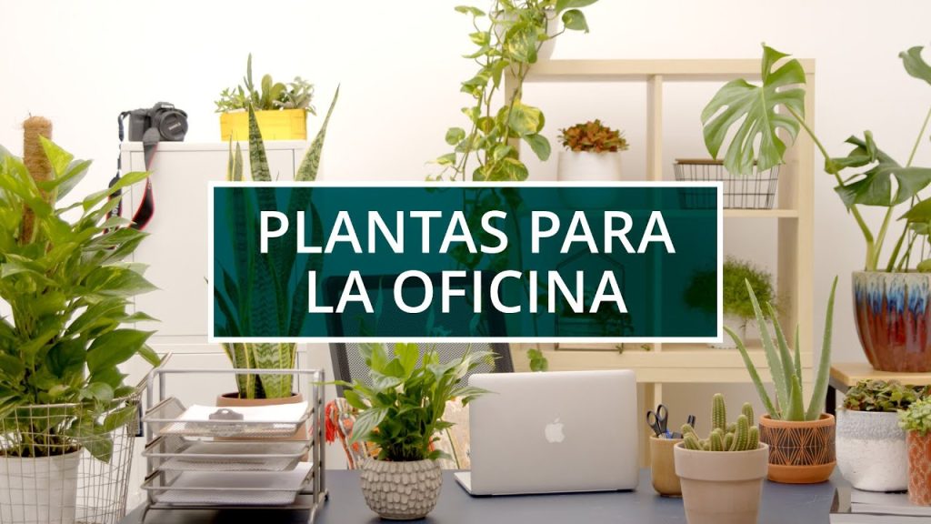 Consejos para elegir plantas de interior para oficinas